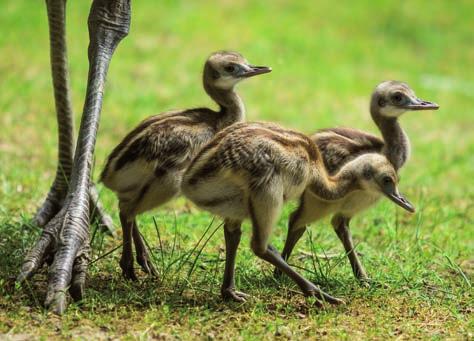 Mláďata nandu pampového (Rhea americana) / Young greater rheas největší a zároveň nejtěžší kočku. Tou kočkou je lev indický (Panthera leo persica), samec narozený v roce 2003 v Zoo Paignton.