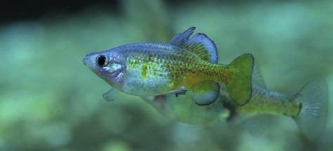 Skifi e žlutá (Skiffi a francesae) / Golden skiffi a Zoo Ostrava se zapojila do mezinárodní spolupráce v ochraně gudejí Markéta Rejlková a Libor Balnar Zoologická zahrada Ostrava se chovu gudejí