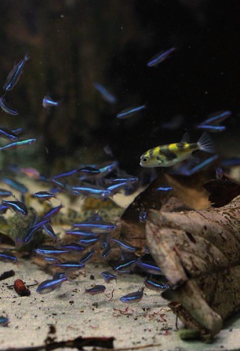 Neonky modré (Paracheirodon simulans) a čtverzubec amazonský