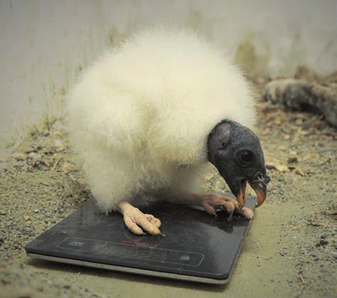Měsíční mládě kondora královského (Sarcoramphus papa) / One month old king vulture Historicky první odchov kondora královského (Sarcoramphus papa) v Zoo Ostrava Kateřina Nováčková Kondoři královští
