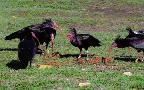 Ibisi skalní (Geronticus eremita) po vypuštění / Northern bald ibises after the release Na pomoc ibisům skalním Adéla Obračajová V Červeném seznamu ohrožených druhů vydávaným Mezinárodním svazem