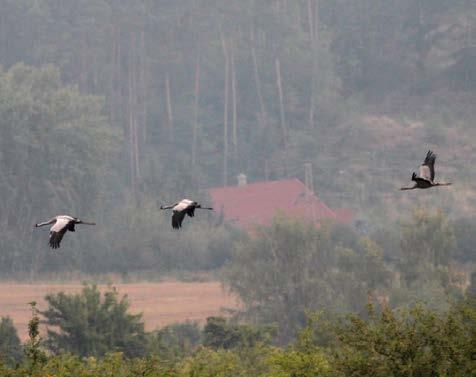 Ochrana a monitoring jeřábů popelavých v České republice Markéta Ticháčková Od června 2017 se ostravská zoo zapojila do výzkumu a ochrany jeřábů popelavých.