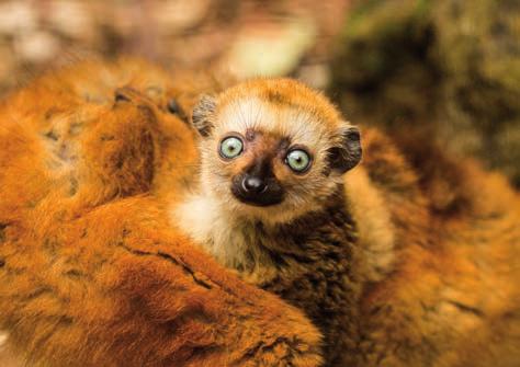 Mládě lemura Sclaterova (Eulemur