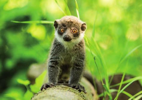 black lemur Mládě lemura mongoze