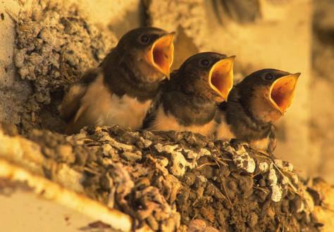 Mláďata vlaštovek obecných (Hirundo