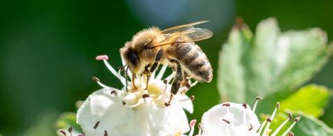 Bees and bumblebees at Ostrava Zoo Adéla Jonáková and Ondřej Hruška Very recently, the biggest challenges of beekeeping include bee diseases, negative effects of chemical substances particularly