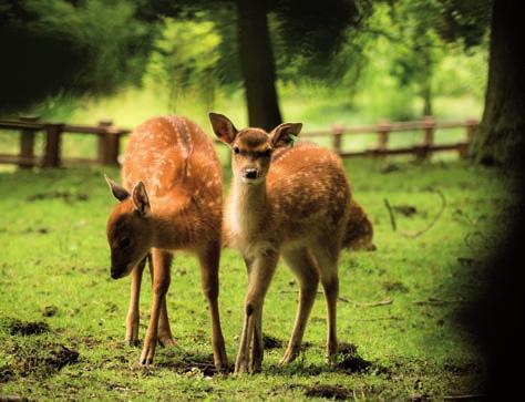 Sika vietnamský (Cervus nippon pseudaxis) / Vietnamese sika deer Výzkum v Zoologické zahradě Ostrava v roce 2017 Jan Pluháček a Andrea Garguláková Výzkumné aktivity byly v roce 2017 srovnatelné s