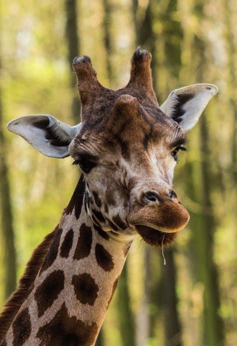 Žirafa Rothschildova (Giraffa