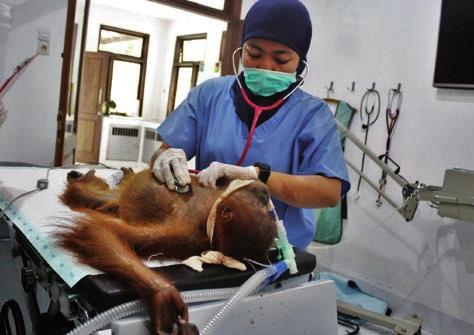 The Sumatran Orangutan