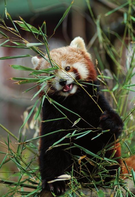 Panda červená (Ailurus
