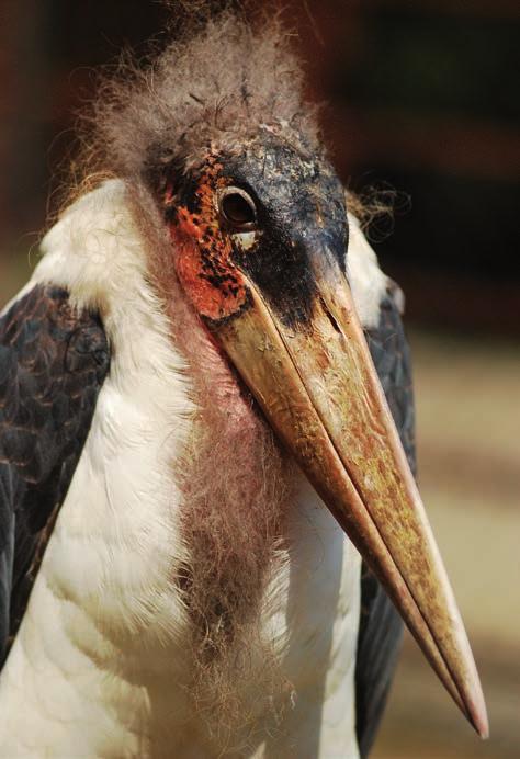 Marabu africký