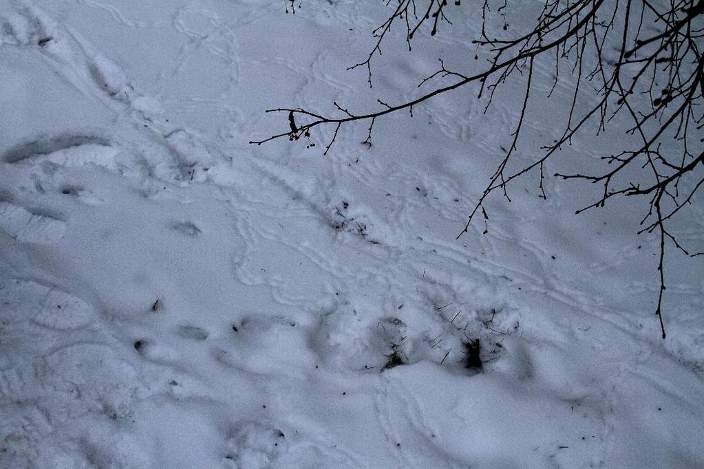 Myšice křovinná (Apodemus sylvaticus) Řád: Hlodavci (Rodentia) Čeleď: Myšovití (Muridae) Na sledovaném území v Kladně Kročehlavech lze přítomnost myšice křovinné kromě přítomnosti jejich kosterních