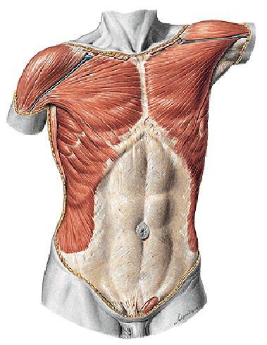 Svaly hrudníku Musculi thoracis torakohumerální svaly m. pectoralis major m. pectoralis minor m. subclavius m.