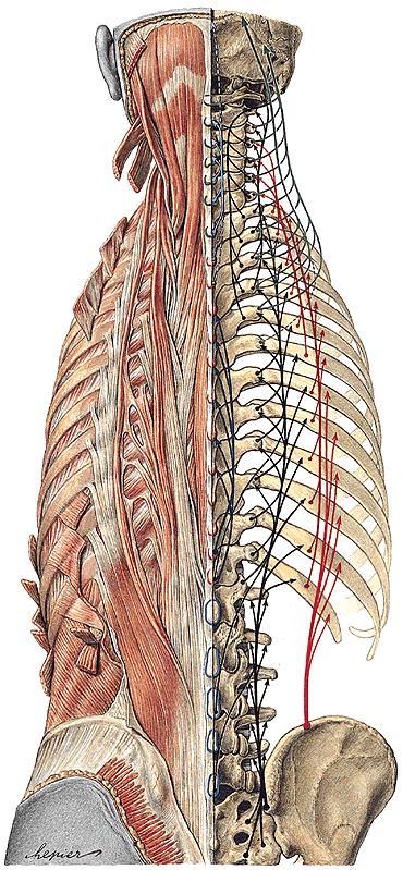 Čtvrtá (hluboká) vrstva vlastní zádové svaly epaxiální svaly deriváty ze somitů segmentové (dílcové)