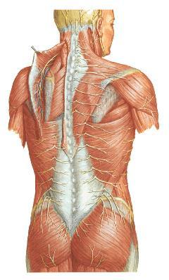 Rami posteriores nervorum spinalium segmentové (dílcové) uspořádání žádné pleteně