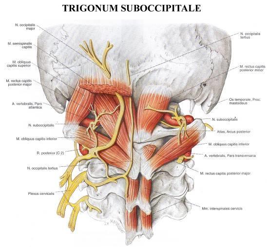 Trigonum suboccipitale obsah: a.