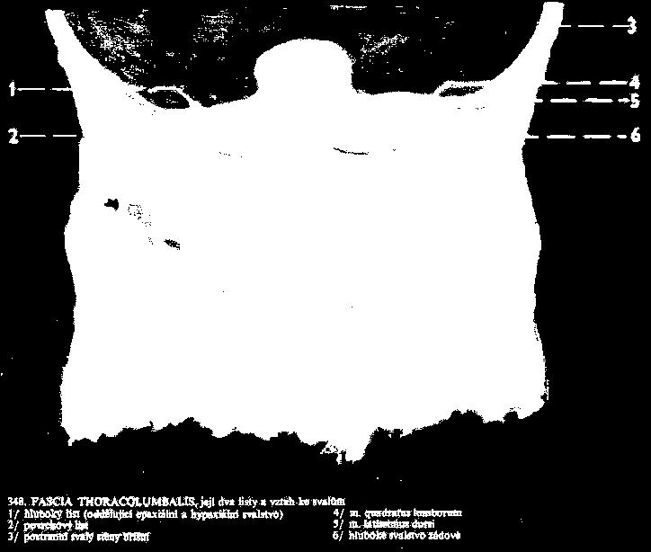 Fascia thoracolumbalis 3 vrstvy lamina anterior lamina media = (původní myoseptum horizontale u ryb) lamina posterior uzavírá