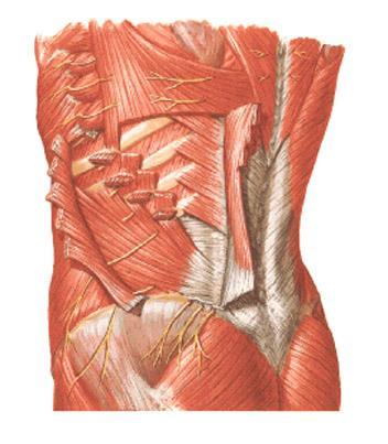 Trigonum lumbale superius Grynfeltti s. Lesshafti kraniálně: m. serratus post. inf. (někdy costa XII.) mediálně: m. iliocostalis lumborum laterálně: m. obliquus internus abd.