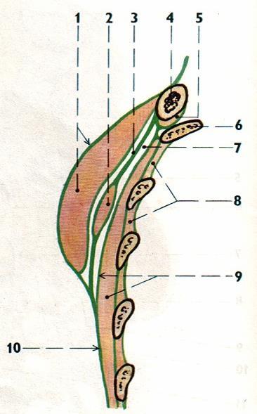 Hrudní fascie fascia pectoralis kryje m. pectoralis major fascia clavipectoralis kryje m. subclavius a m.