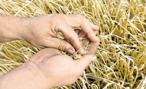 ZEMĚDĚLSTVÍ KOMERČNÍ TÉMA Českým farmám chybí lidi na práci Zemědělci stárnou amladší na pracovním trhuchybí.ministerstvo zemědělství proto chce zjednodušit pravidla pro přijímánípracovníků zciziny.