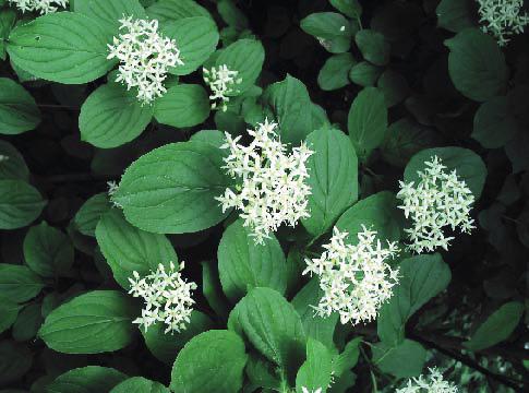 Obr. 2 Kvetení svídy krvavé (Cornus sanquinea). Foto J. Bauerová. Fig. 2. Flowering of the red dogwood (Cornus sanquinea). Photo J. Bauerová. Keře kvetou pravidelně každý rok a také každý rok plodí.