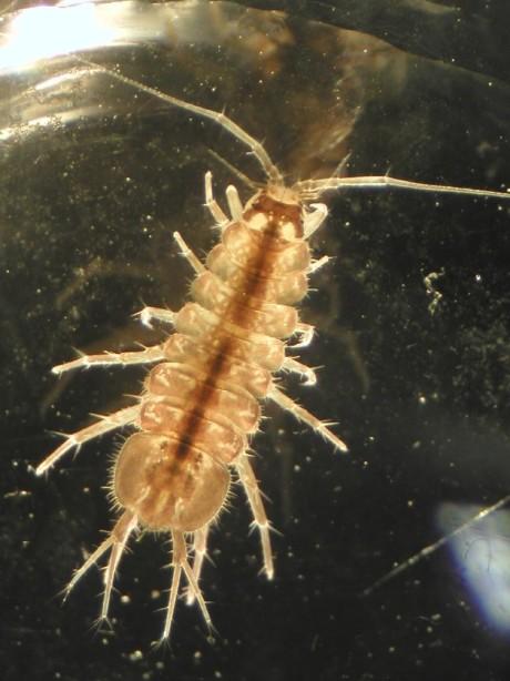 Malacostraca, CRUSTACEA ISOPODA (stejnonožci) mořští,