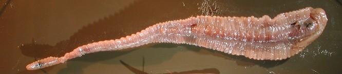 Pentastomida, PANCRUSTACEA PENTASTOMIDA (jazyčnatky) endoparazité dýchacích orgánů suchozemských