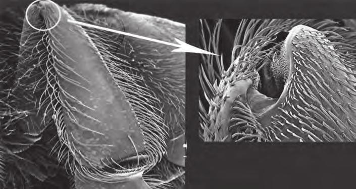 Natahovač a ohybač Kolenní kloub včely medonosné (Ian Stell, www.understandingbeeanatomy.com; Die Biene-Imkerfreund 2014, č. 11, str.