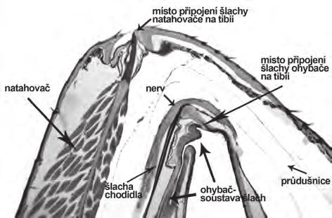 uchopovací schopnost nohy. Velký sval, který dosahuje až k hornímu konci femuru, se nazývá extensor (natahovač). Jeho šlacha je v nejvrchnějším bodě uchycena na čelní stranu tibie (obr. č. 6).