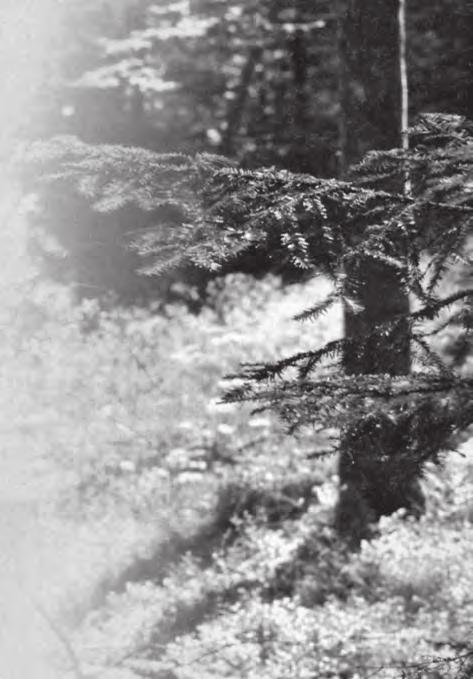 ROSTLINY Jedle bělokorá (Abies alba neboli Abies pectinataz čeledi borovicovitých) (Abeille de France; 2014, č. 7 8, s.