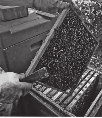než umístění matky do klícky to by na poměrně dlouhou dobu dvaceti čtyř dní působilo nepříznivě na harmonii ve včelstvu.