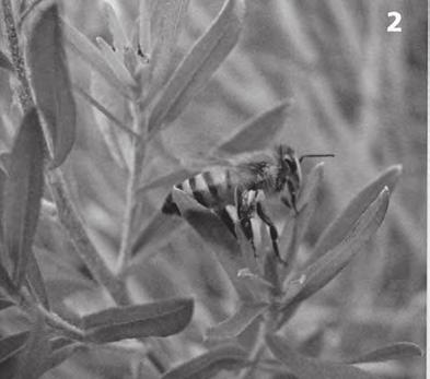 Specializace na propolis Na rostlinách sbírají včely nejen nektar nebo medovici, nýbrž i zmiňovaný zelený propolis.