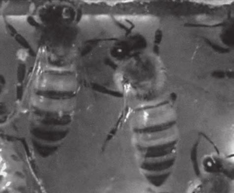 Včely ve spánkové laboratoři Nové poznatky o chování včel ve spánku (Dr. Heike Ruff, Prof. Dr. Jürgen Tautz; Imkerfreund/Biene, 2014, č. 9, str.