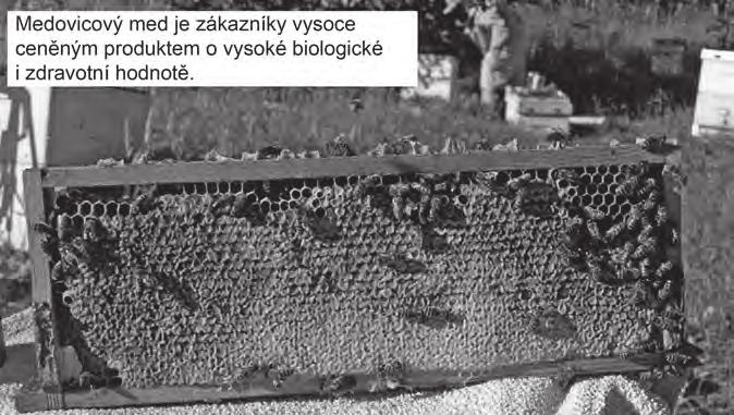 kladení a časem jej úplně přeruší. Včelstvo slábne a zmenšuje se počet jedinců. Při vizuálním hodnocení se barva pokrmového ustrojí mění ze žlutohnědé na špinavě šedivou.