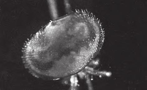 jedů. A právě předložením tohoto cíle před mezinárodní hodnotící komisi AERES v roce 2009, Angélique Vétillard, molekulární biolog a spoluvedoucí laboratoře, obhájila projekt cílící v první etapě na