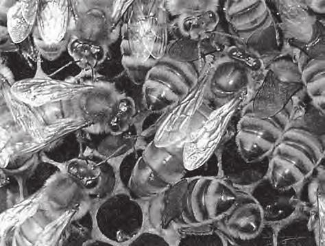 Tmavá včela evropská (Apis mellifera mellifera) je někdy nazývána včelou německou a pochází ze severních oblastí střední Evropy od Anglie po východní Německo.
