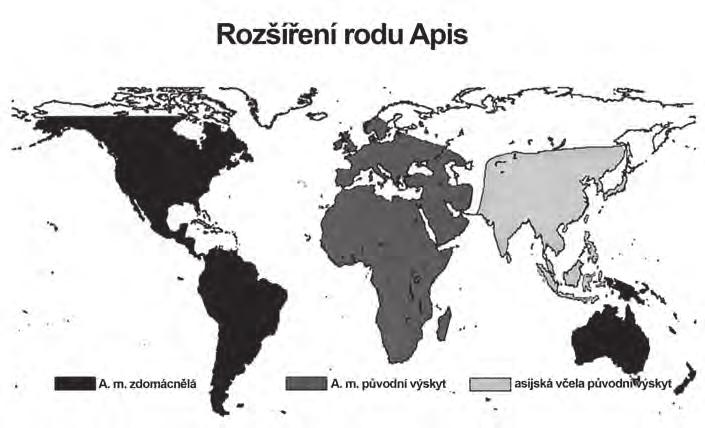 Ze své původní oblasti výskytu (černá) se včela západní medonosná (Apis mellifera) rozšířila po celém světě (tmavě šedá).