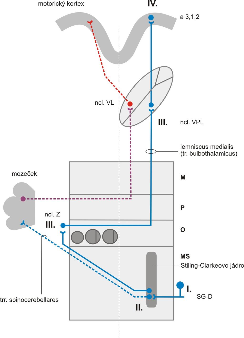 Obr.XX. Dráha kinesthetických proprioceptivních informací z dolních (A) a horních (B) končetin První neurony v pořadí jsou ve spinálních gangliích segmentů pro dolní a horní končetiny (SG-D, SG-H).