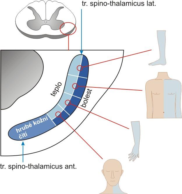 B. A. Obr. XX. Somatotopické uspořádání zadních provazců míchy (A), tr. spinothalamicus (B) a ncl. ventralis posterolateralis thalami. C.