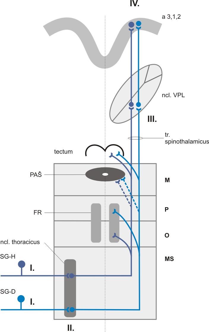 ANTEROLATERÁLNÍ SYSTÉM Touto drahou jsou převáděny informace o taktilním kožním čití s malou rozlišovací schopností, to je čití tepla, chladu a nocicepce. Obr. Schéma spojů anterolaterálního systému.