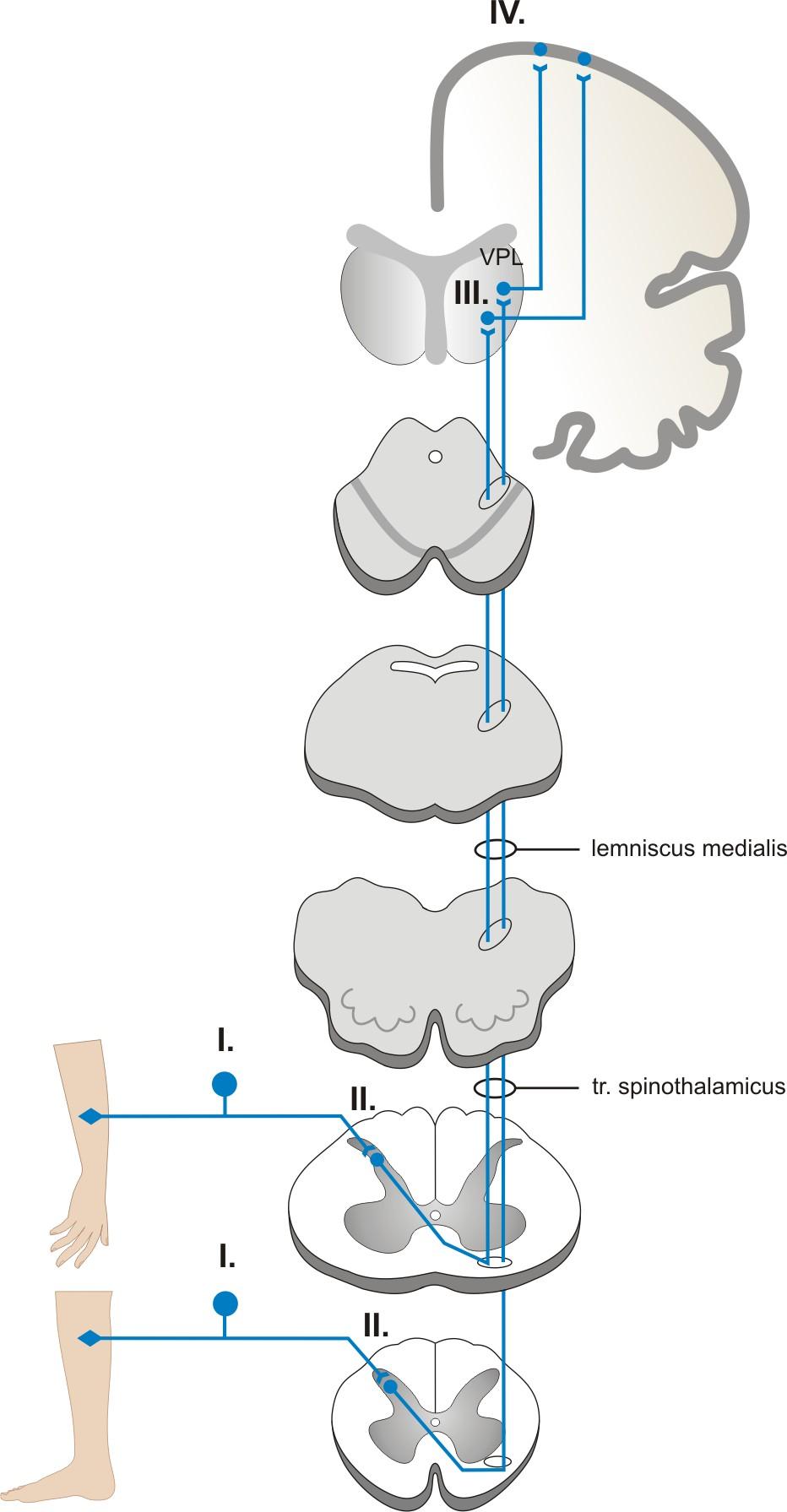 ventralis posterolateralis (ncl. VPL), odkud je projekce ke kortikálním neuronům v area 3, 1, 2. Část axonů II.