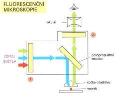 .. fluorescence a fosforescence