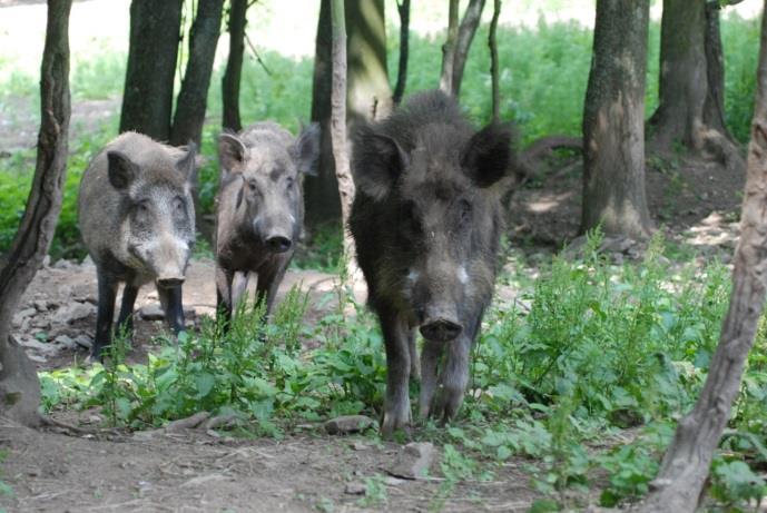 Obrázek: Sus scrofa prase divoké Obrázek: Devastace louky divokými prasaty Vliv mulčování na