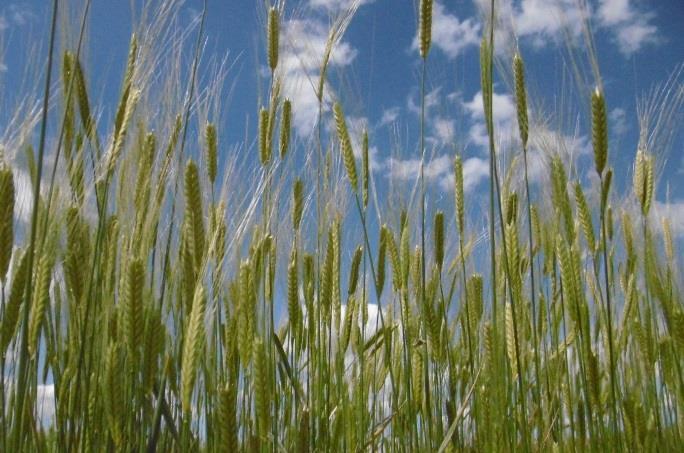 Obrázek: Pšenice jednozrnka klasy Obrázek: Pšenice jednozrnka zrno Holubec V. 2015. Potenciál planých druhů tribu Triticeae (pšenicovité) pro šlechtění na podmínky měnícího se klimatu. In: Zedek V.