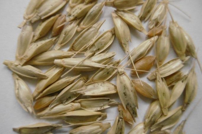 Old traditional cereal crop varieties and their value for nutrition. In: Zedek V., Jandová R a Holubec V. Plant genetic resources and healthy diet. MZe, Praha s. 14-17.