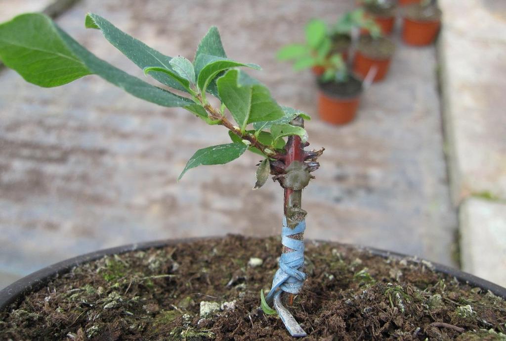 u ostatních dřevin. Konečná teplota uložení vzorků byla -196 C. K rehydrataci byla použita vlhká rašelina. Teplota a doba dehydratace byla stanovena s ohledem na nejvyšší přežití po kryoprezervaci.