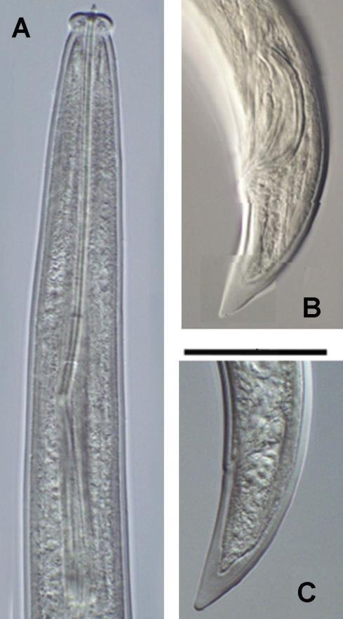 mezinárodní vědecké spolupráce (ČR, Čína, USA) byly publikovány v prestižním časopisem řady NATURE (Scientific Reports). Zhang T., Wang Y. J., Guo W., Luo D., Wu Y., Kučerová Z., Stejskal V., Opit G.