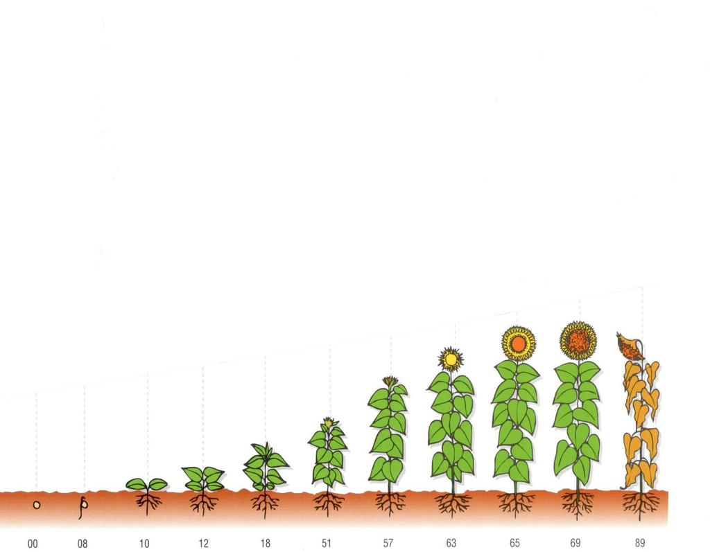 STRIPTILL (PÁSOVÁ) TECHNOLOGIE - SLUNEČNICE VÝVOJOVÉ FÁZE BBCH SLUNEČNICE JAK ELIMINOVAT NEDOSTATEK VODY: (pro výnos nažek 3,0 t/ha) Optimálním počtem rostlin/m 2 : striptill stačí 60 až 65 000 r/ha