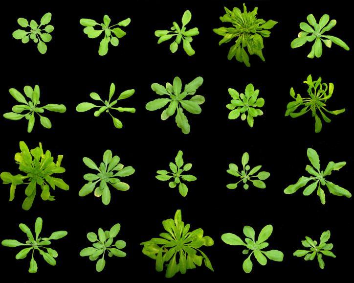 (morphospecies).