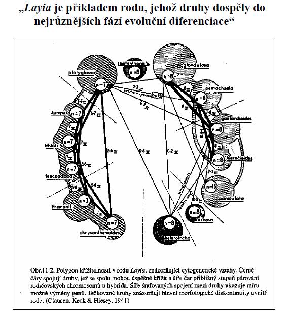 Důkazy pozvolné speciace (Clausen 1951): Stages in the evolution of plant species.